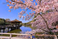 浮見堂　桜　画像