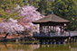 奈良公園　浮見堂　桜