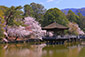 奈良公園　浮見堂　桜　高画質画像