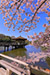 奈良公園　浮見堂　春写真　花見