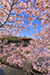 奈良公園　浮見堂　花見　桜　見頃　時期
