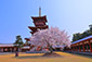 奈良　薬師寺の桜　写真