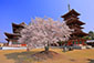 奈良　薬師寺　白鳳伽藍　桜