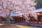 奈良　薬師寺の春