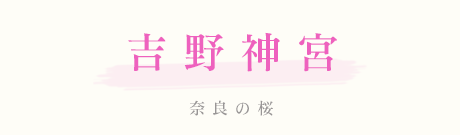 吉野神宮　桜