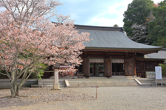 吉野神宮　桜