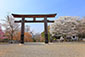吉野神宮の桜