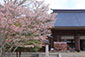 吉野神宮　桜　時期