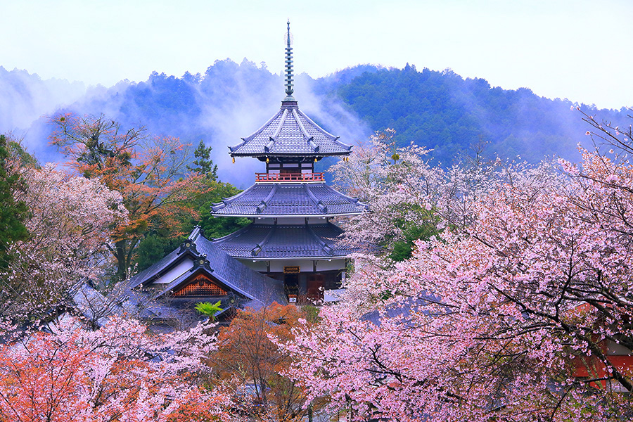 千本 桜 吉野