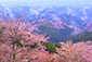吉野山　桜　高画質写真