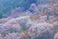 奈良 吉野　桜