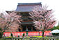 金峯山寺の桜