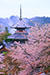 金峯山寺の桜写真