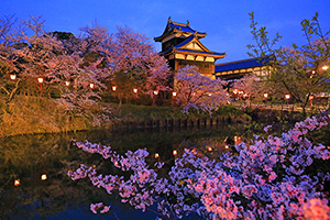 奈良　桜　ライトアップ