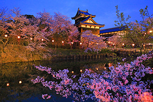 奈良 桜 ライトアップ