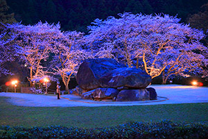 奈良　夜桜　ライトアップ