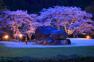 奈良 夜桜 ライトアップ