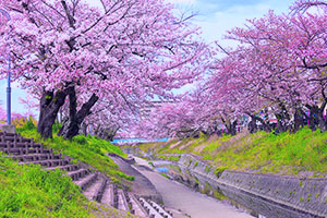 奈良の夜桜ライトアップ