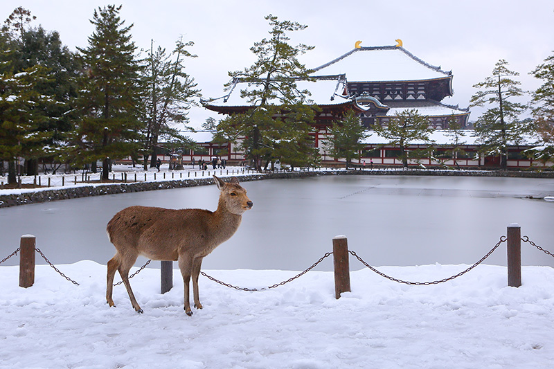 奈良　雪景色