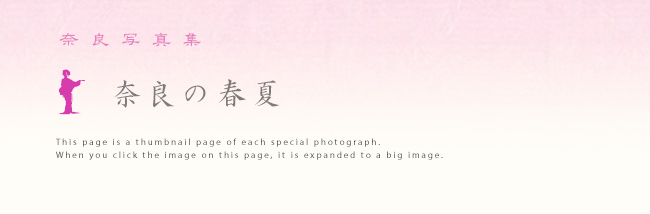 奈良　春　夏　画像