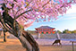 興福寺　桜　画像
