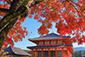 興福寺の紅葉写真