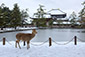 東大寺　雪景色