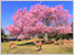 奈良　桜　絶景