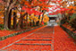 京都　秋　高画質　写真　毘沙門堂