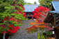 京都の秋　神護寺　紅葉　もみじ