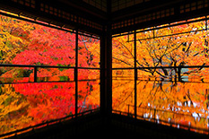 京都　紅葉　高画質画像