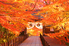京都　絶景　紅葉