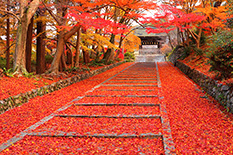 京都　紅葉　絶景