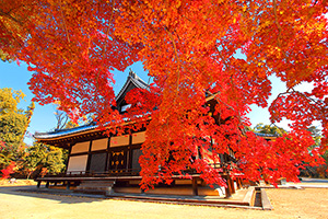 京都の紅葉　仁和寺
