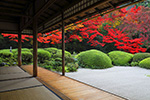 京都　紅葉　庭園