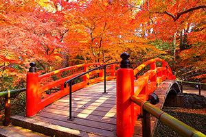 京都の紅葉画像　北野天満宮