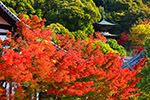 京都の紅葉　永観堂