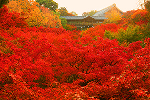 京都紅葉絶景　東福寺