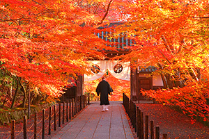 京都絶景紅葉　光明寺