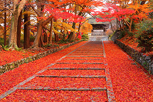 京都　紅葉　高画質画像　平等院
