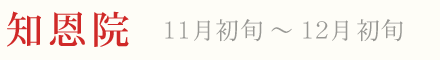 知恩院 紅葉 ライトアップ 11月初旬〜12月初旬