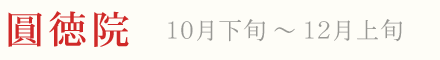 圓徳院 紅葉 ライトアップ 10月下旬〜12月上旬