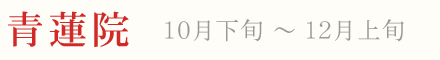 青蓮院 紅葉 ライトアップ 10月下旬〜12月上旬