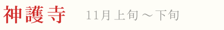 神護寺 紅葉 ライトアップ 11月上旬〜下旬