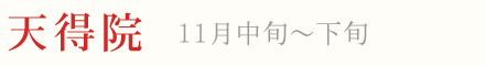 天得院 紅葉 ライトアップ 11月中旬〜下旬