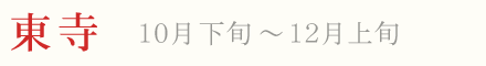 東寺 紅葉 ライトアップ 10月下旬〜12月上旬