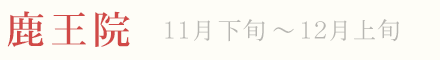 鹿王院 紅葉 ライトアップ 11月下旬〜12月上旬