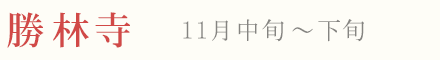 勝林寺 紅葉 ライトアップ 11月中旬〜
