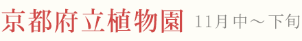 京都府立植物園 紅葉 ライトアップ 11月中旬〜
