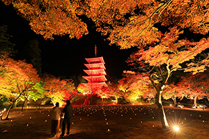 成相寺 紅葉 ライトアップ
